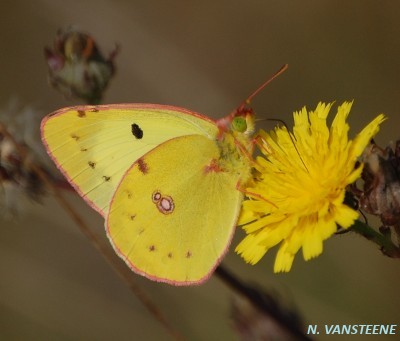 Colias crocea